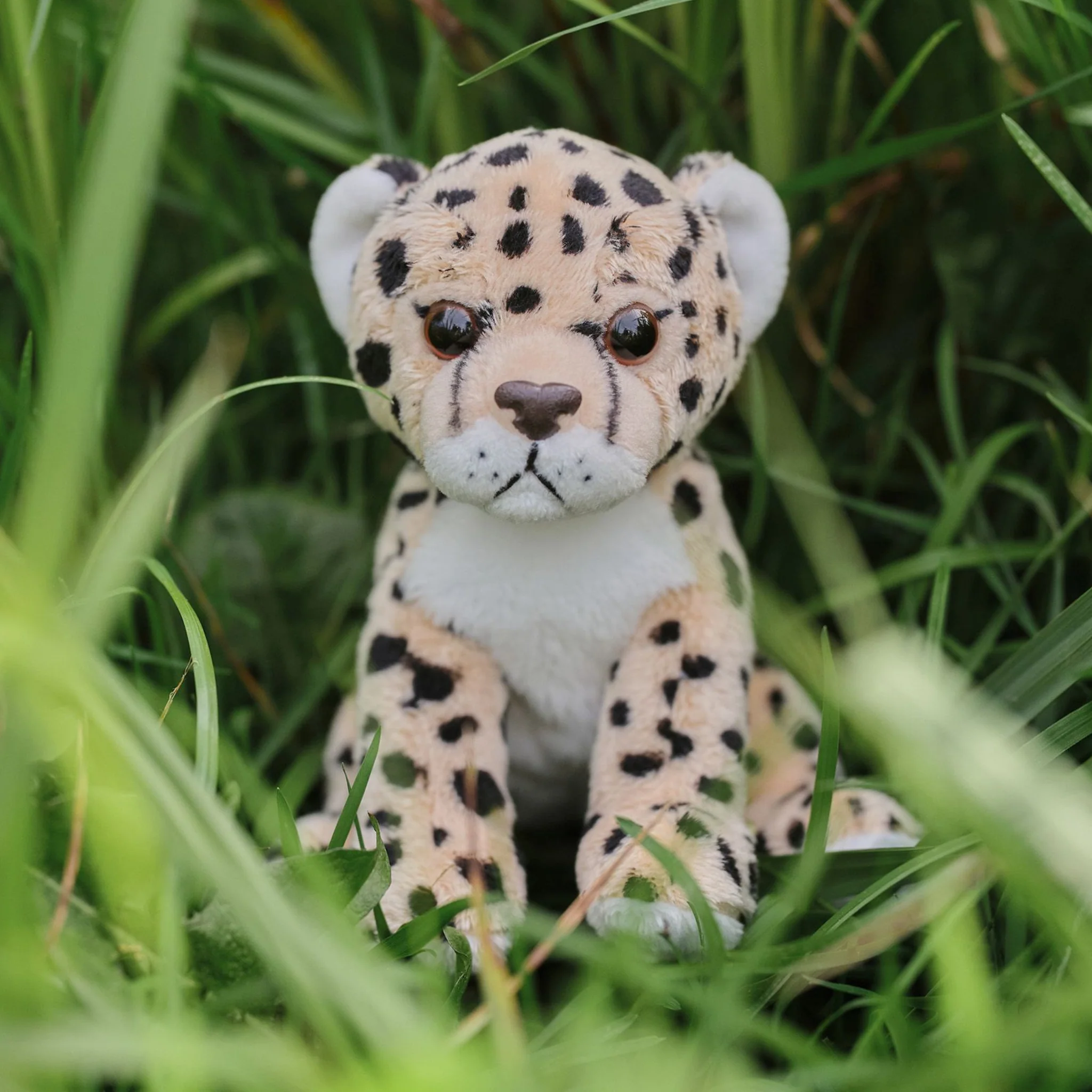 Leopard - Image 4